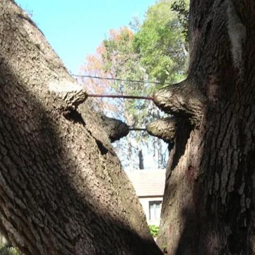 Tree Bracing Service in Richardson TX