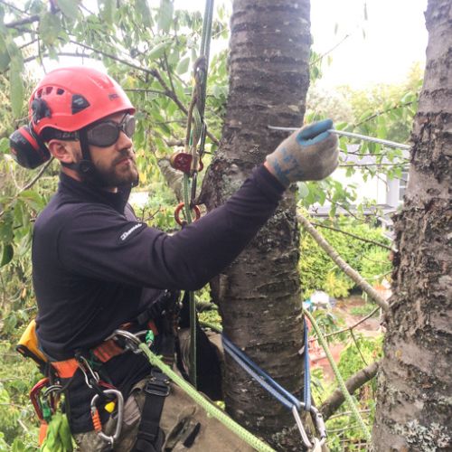 Tree Cabling Service in Richardson TX