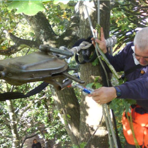 Tree Bracing Service in Richardson TX