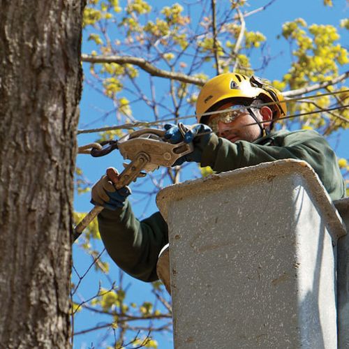 Tree Cabling Service in Richardson TX