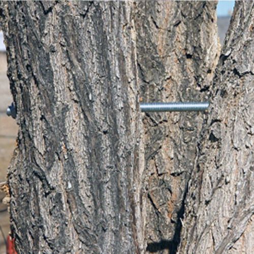 Tree Bracing Service in Richardson TX