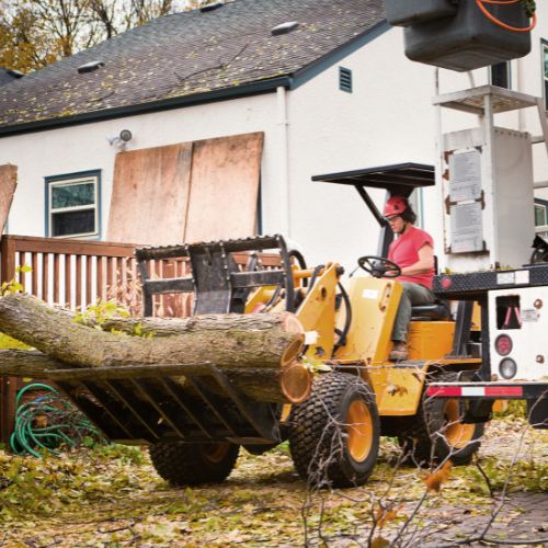 Tree Removal in Richardson TX