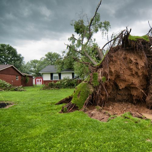 Emergency Tree Services in Richardson TX