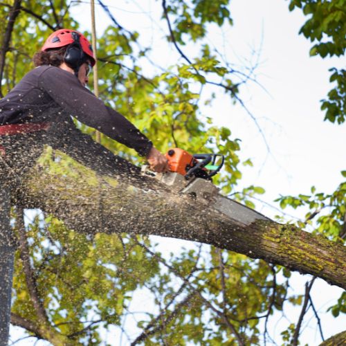 Tree Removal in Richardson TX