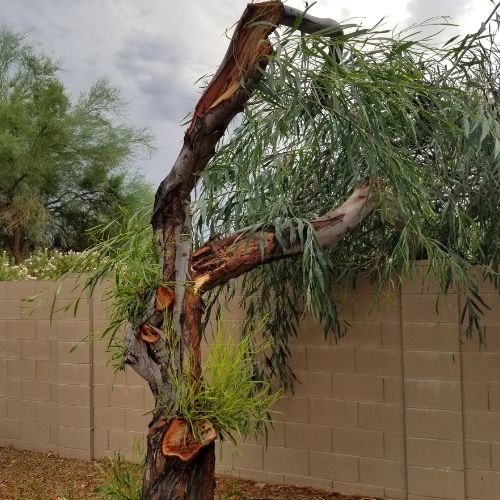 Emergency Tree Services in Richardson TX