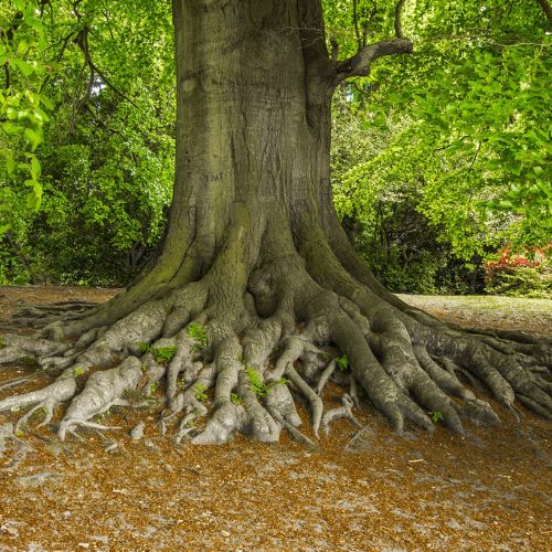 Tree Root Management Services in Richardson TX