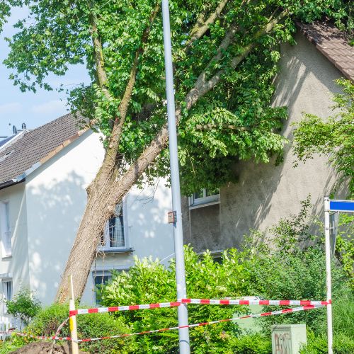 Emergency Tree Services in Richardson TX