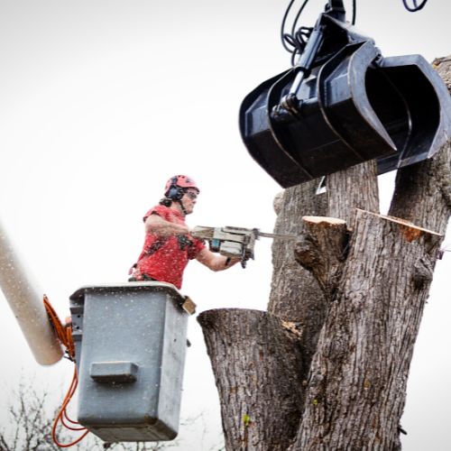 Tree Removal in Richardson TX