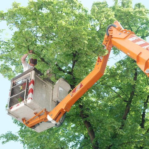 Tree Service in Richardson, TX