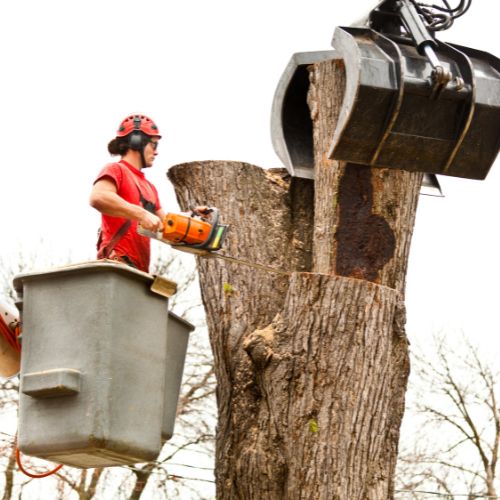 Tree Service in Richardson, TX