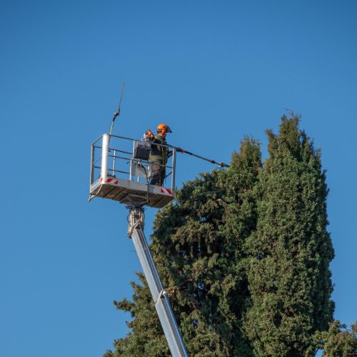 Tree Service in Richardson, TX