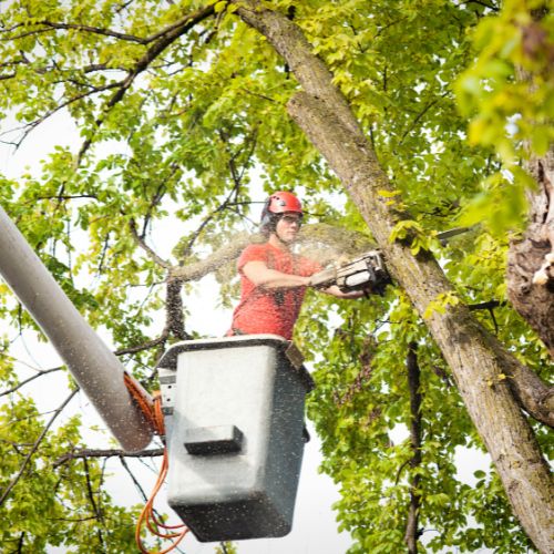 Tree Trimming in Richardson TX