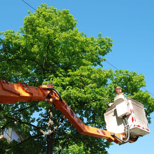 Tree Trimming in Richardson TX